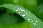 梅雨入り間近