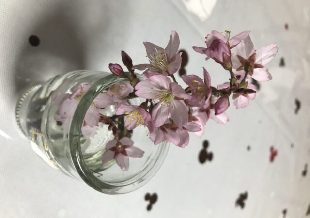 小さな春🌸