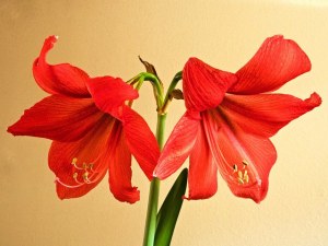 アマリリス🌺