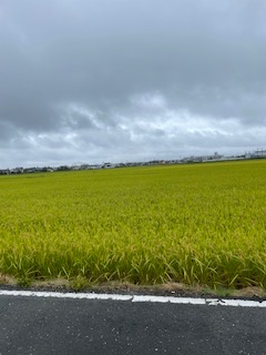 無垢材🌲　活用術　その３