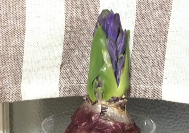 ヒヤシンスの水耕栽培