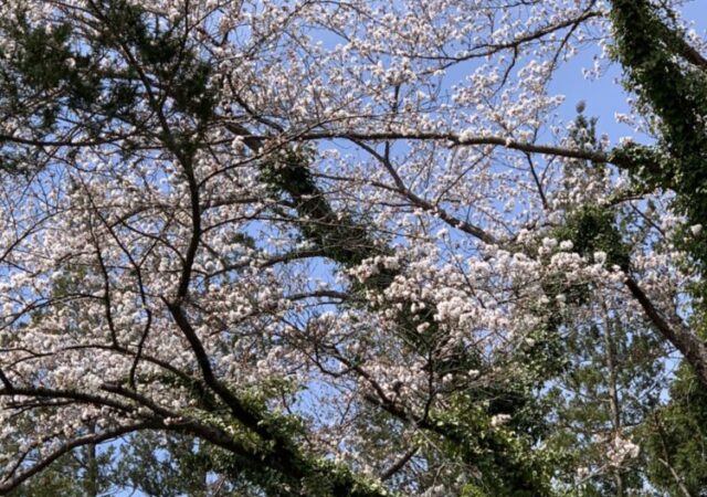 現場にも春