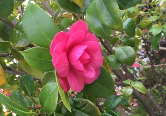 現場で見つけた花