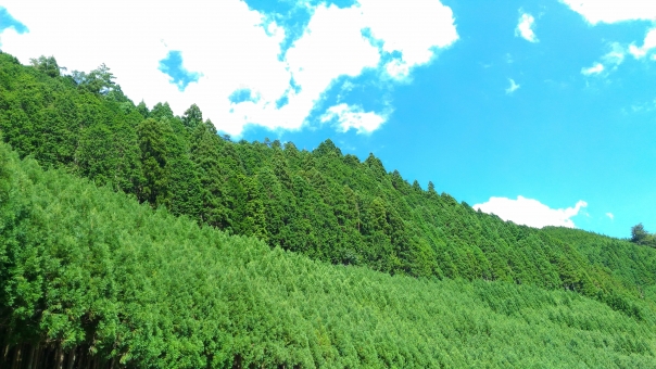 無垢材🌲　活用術　その４