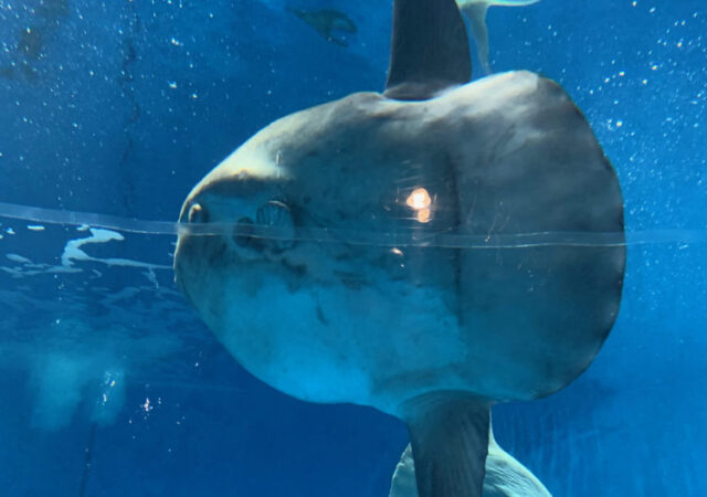 大洗水族館