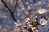 桜の花