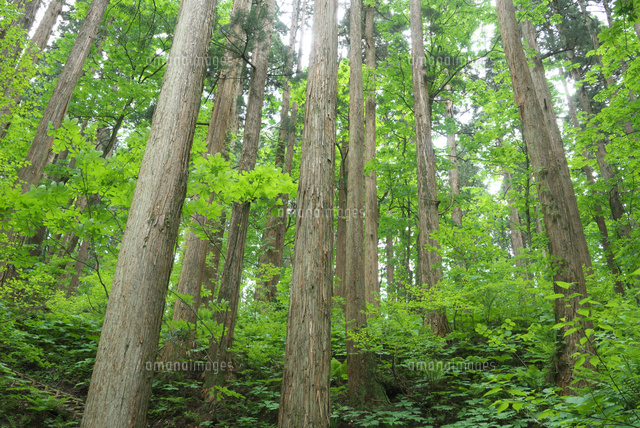 無垢材🌲