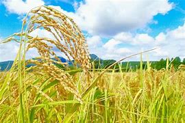 秋の実り🌾